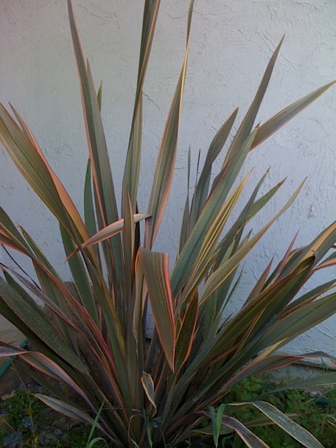 health looking flowers